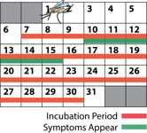 Malaria calendar