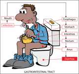 Gastrointestinal tract